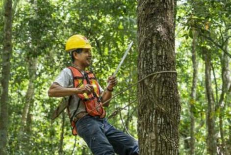 Trabalhador da Floresta