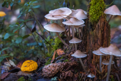 Plataforma de Partes Interessadas do Setor Florestal da EU