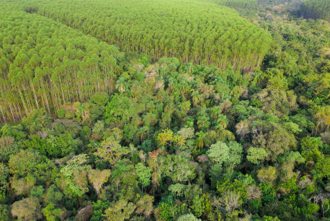 FSC e Dexco - 5 impactos verificados