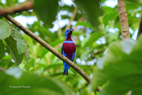 Dia da Biodiversidade / Casa da Floresta