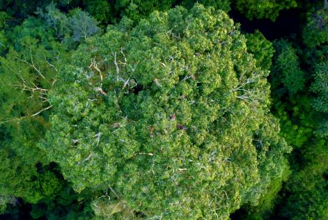estudo desmatamento amazonia