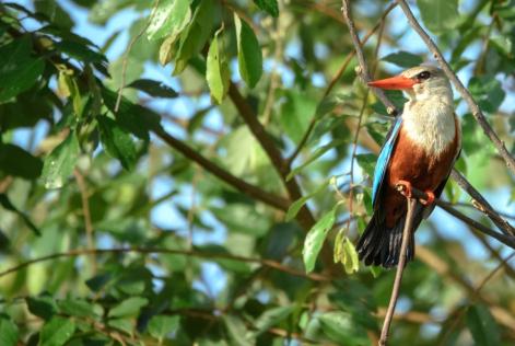 Join webinars on upcoming consultations