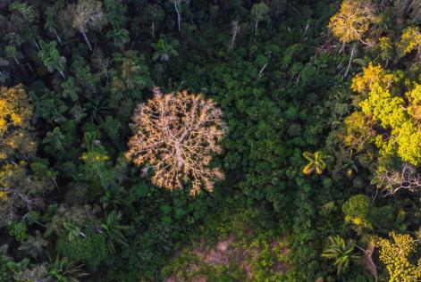 consulta publica povos isolados peru