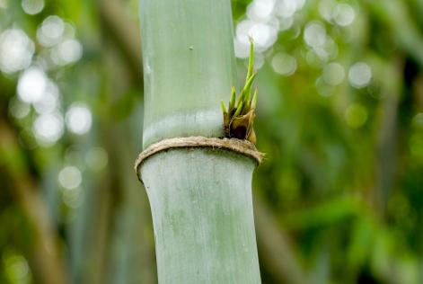 nota de orientação