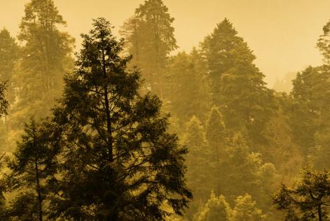 Implementação do novo padrão de uso de marcas registradas do FSC