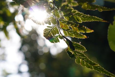 transferencia para revisao dos PCIs