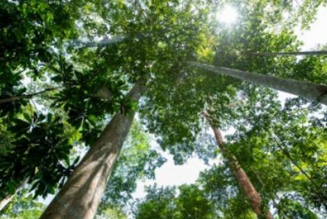 Focus Forests