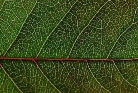 engenharia genetica