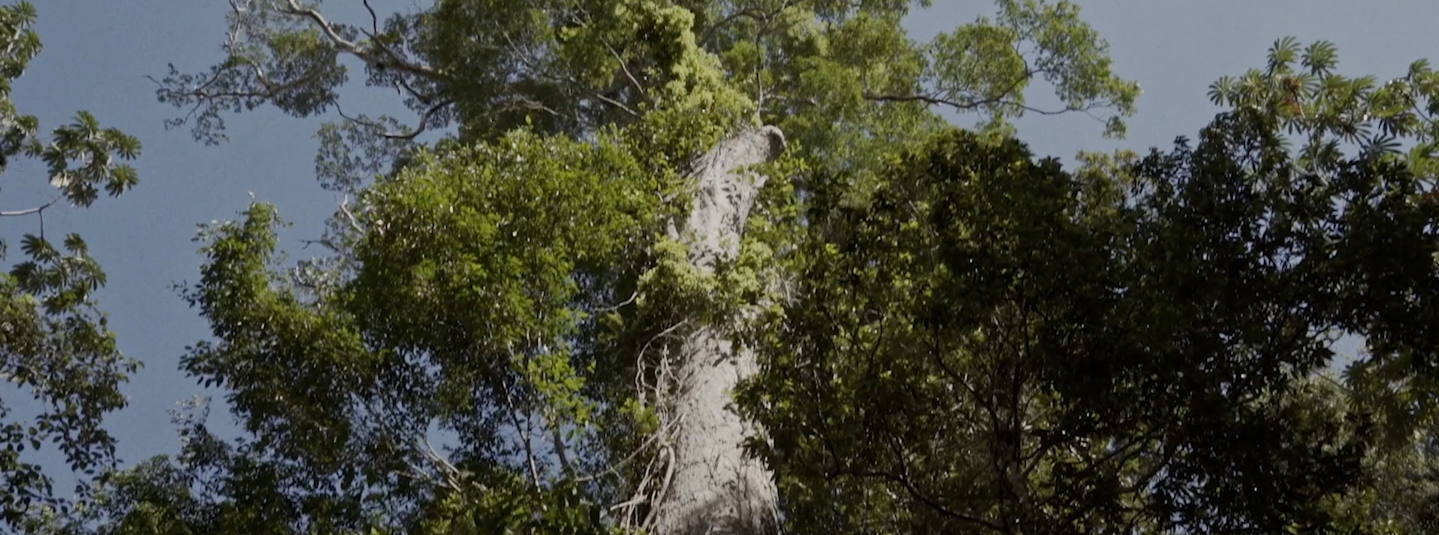 Cuidados com a Floresta