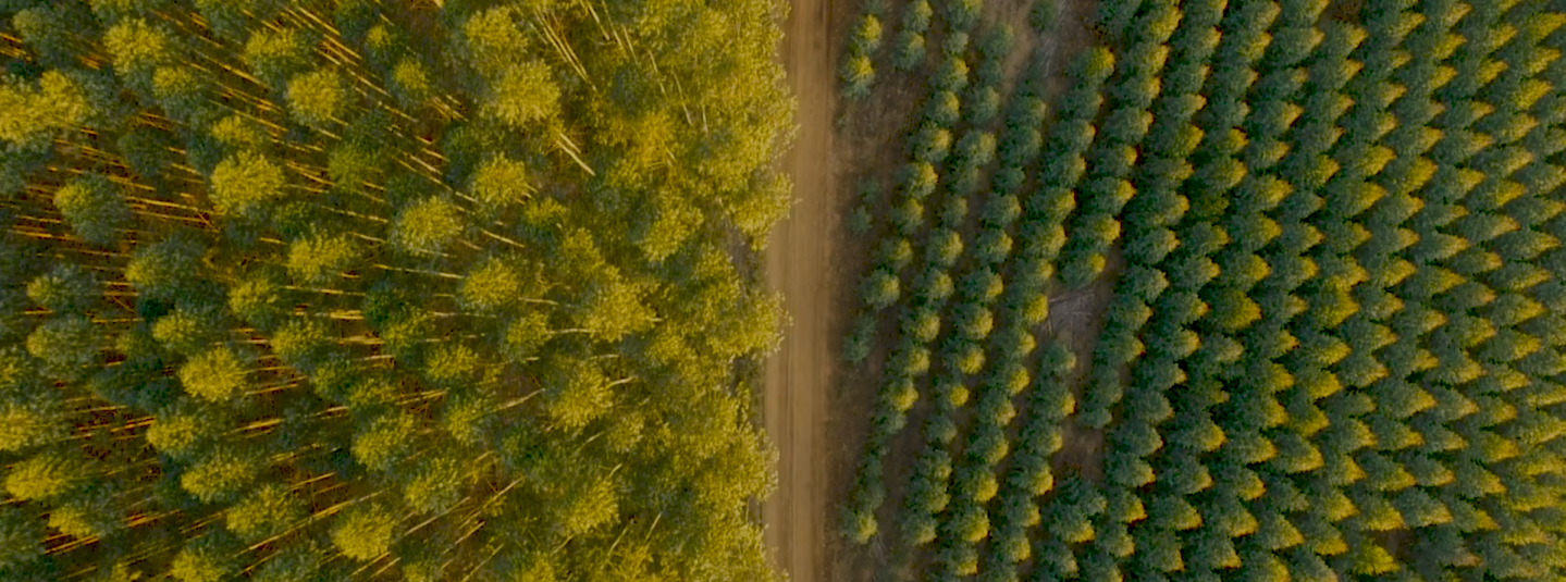 Cuidados com a Floresta