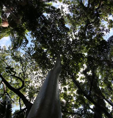 Amazônia